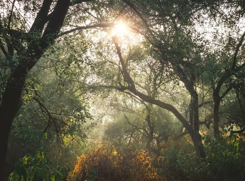 Forest Light