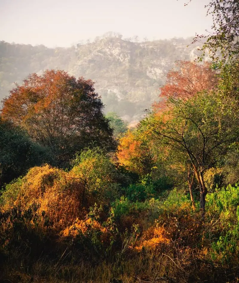 Autumn Canopy
