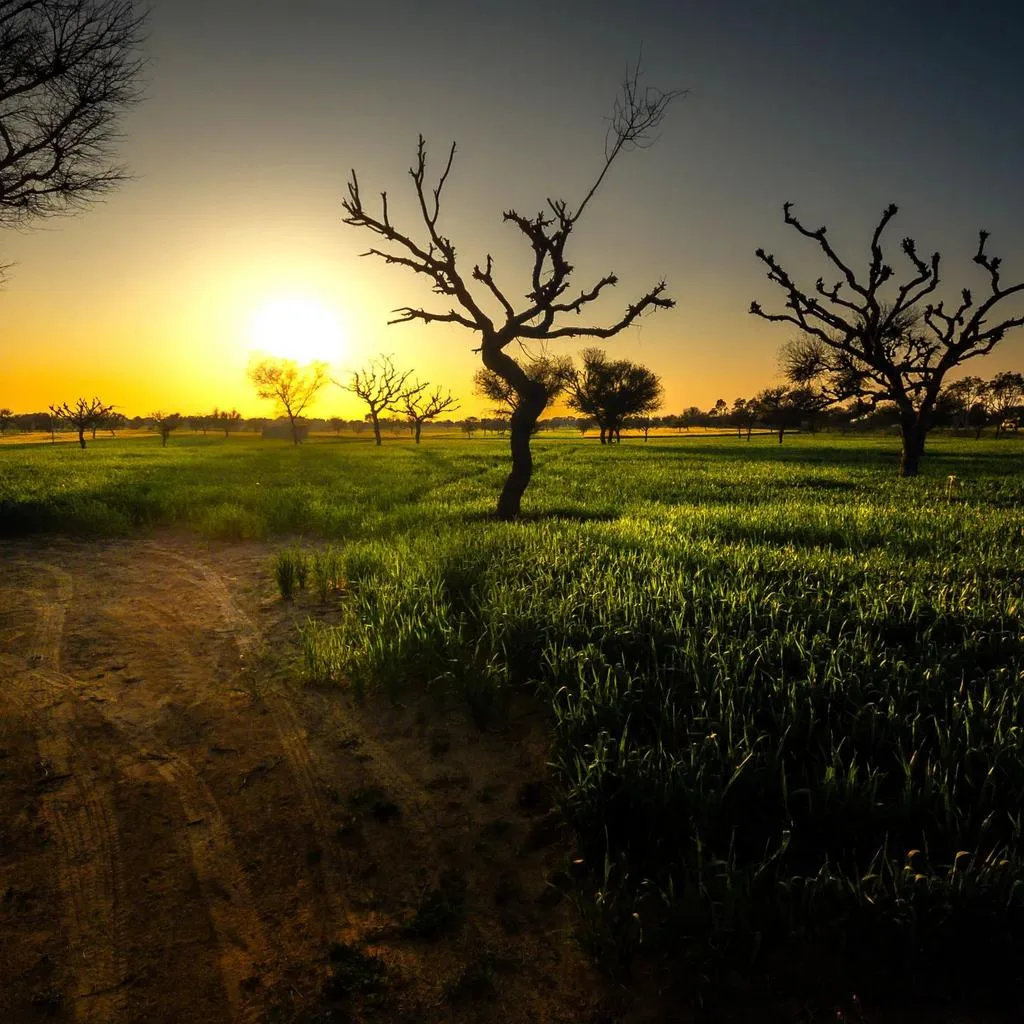 Last Light in the Fields