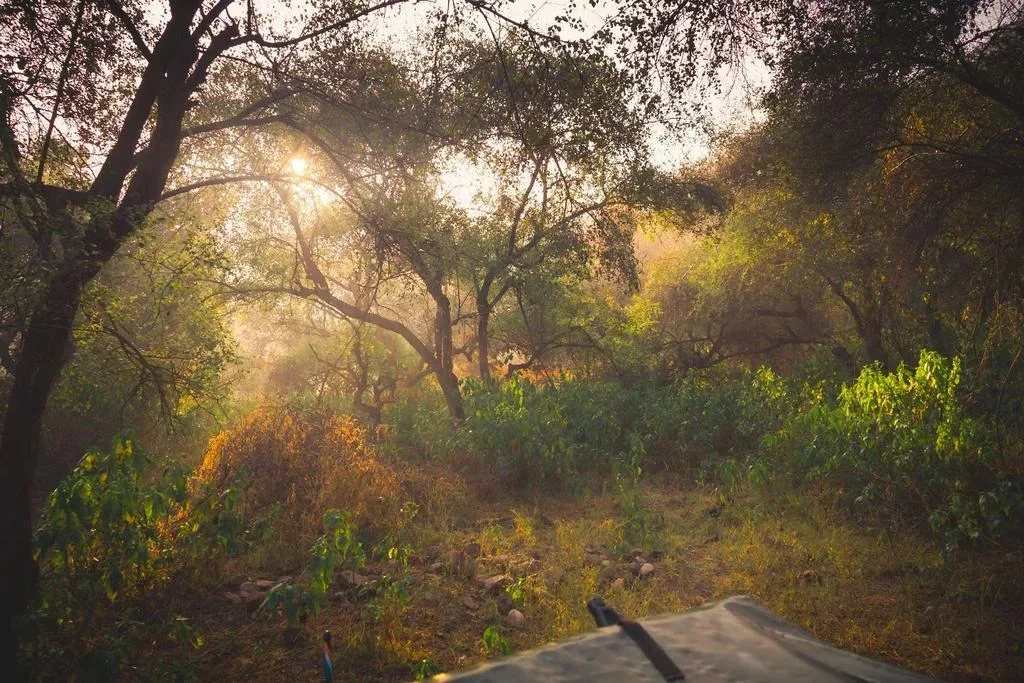 Sunlit Forest Steps