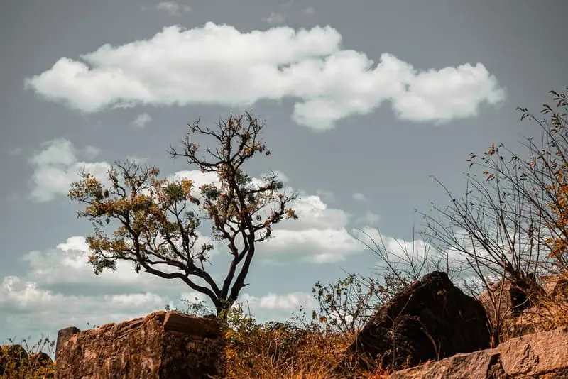 Lone Tree, Open Sky