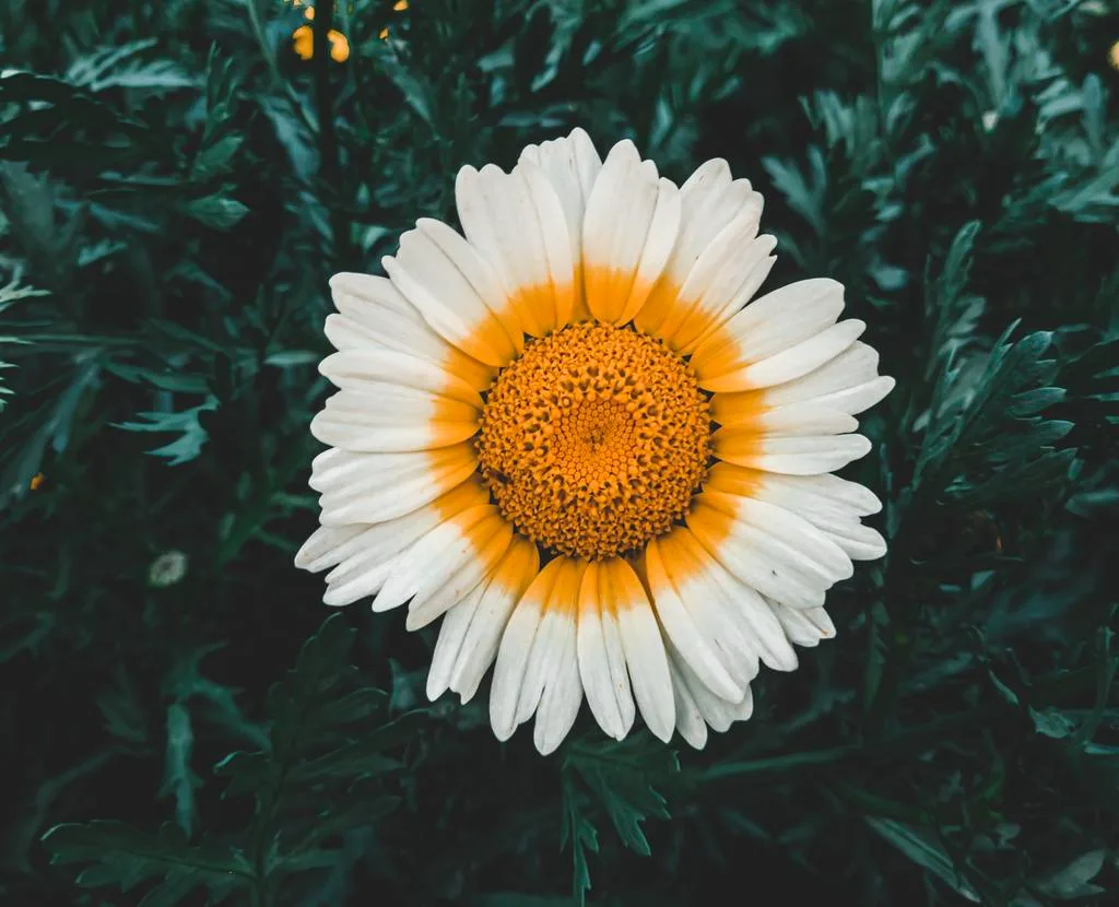 White Daisy