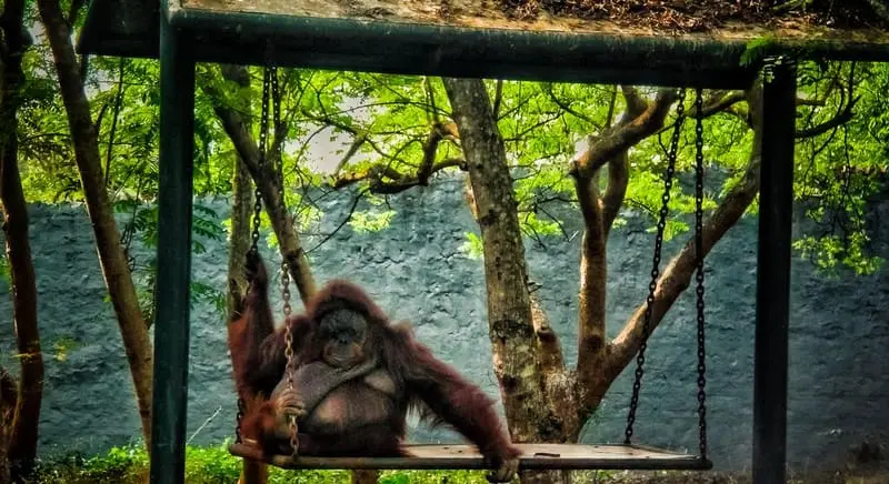 Resting Monkey