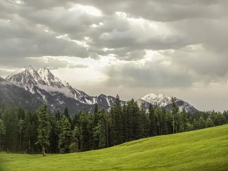 Alpine Meadow