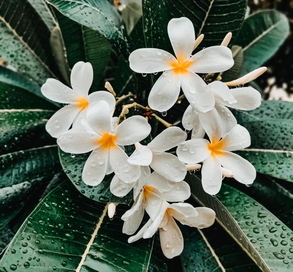 Plumeria Cluster