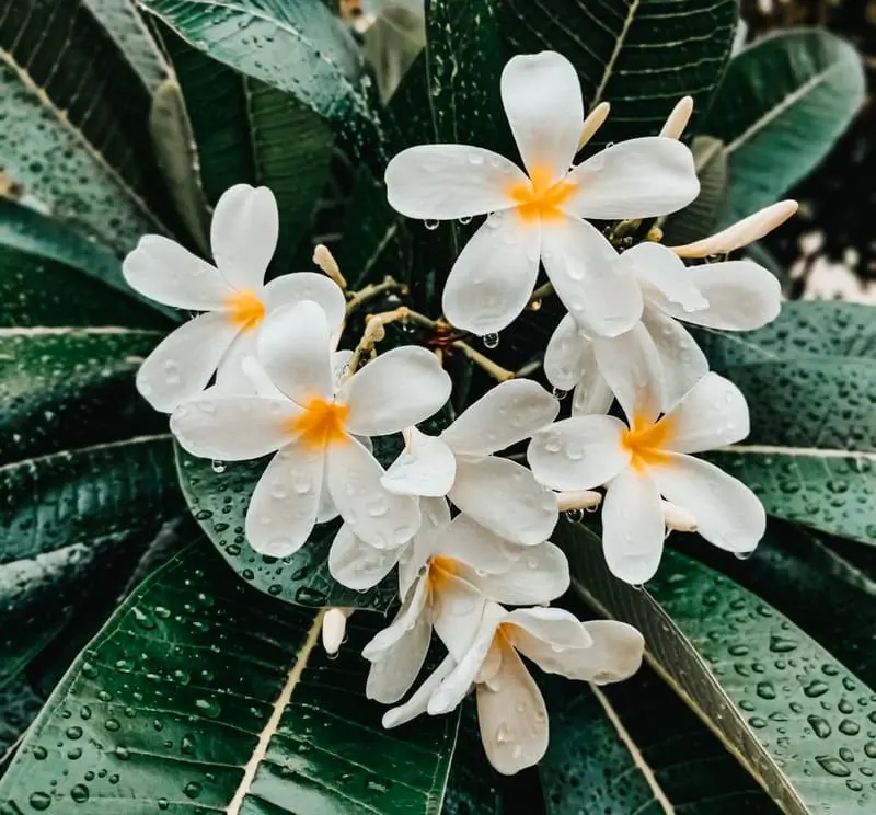 Plumeria Cluster