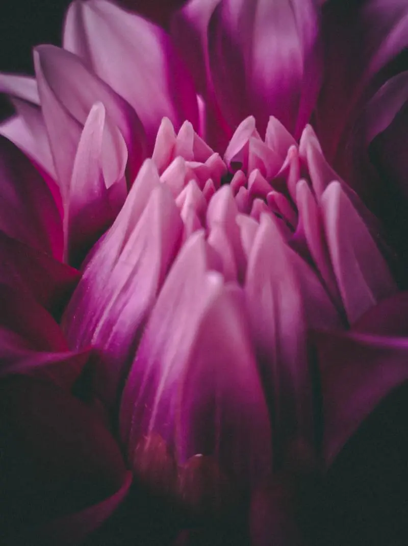 Pink Bloom