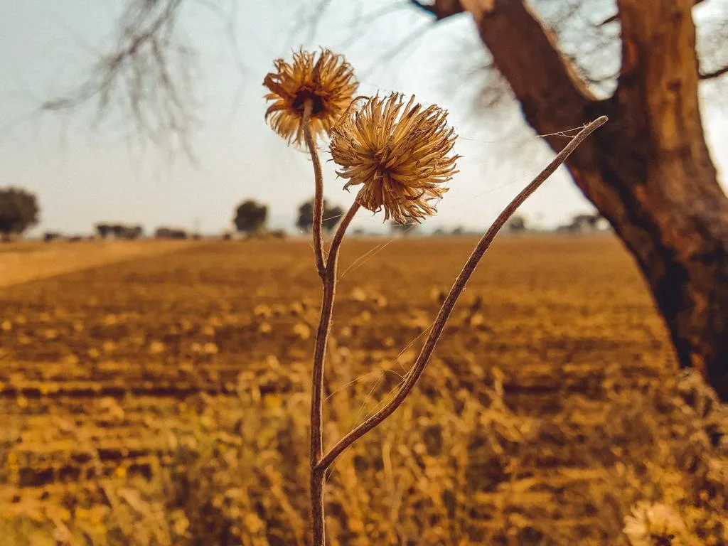 Dry Season Bloom
