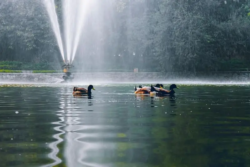 Fountain Lake