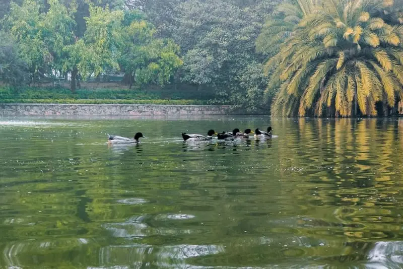 Palm Lake