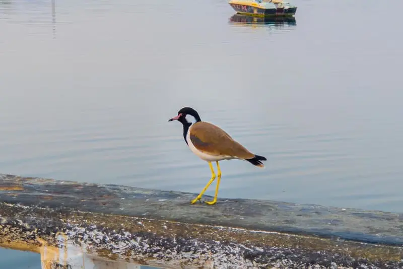 Shorebird Pause