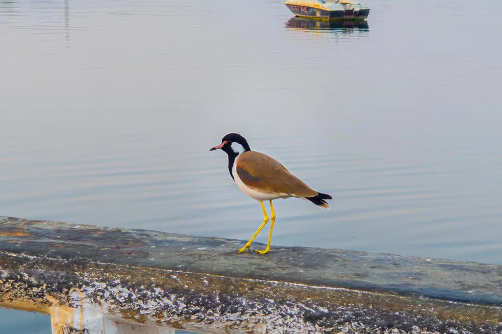 Shorebird Pause