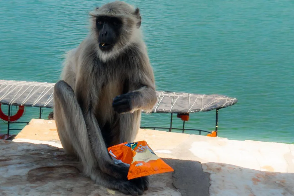 Monkey on the Wall