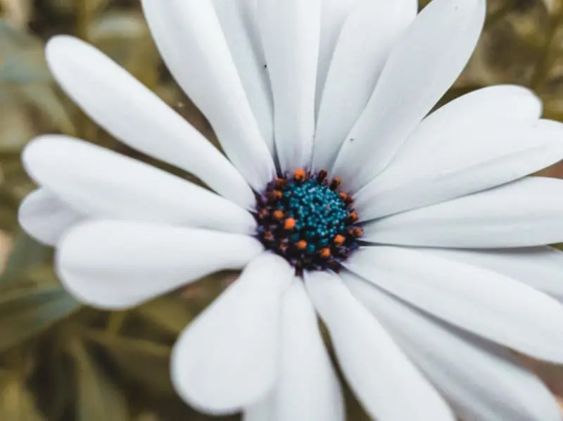 Daisy Close Up